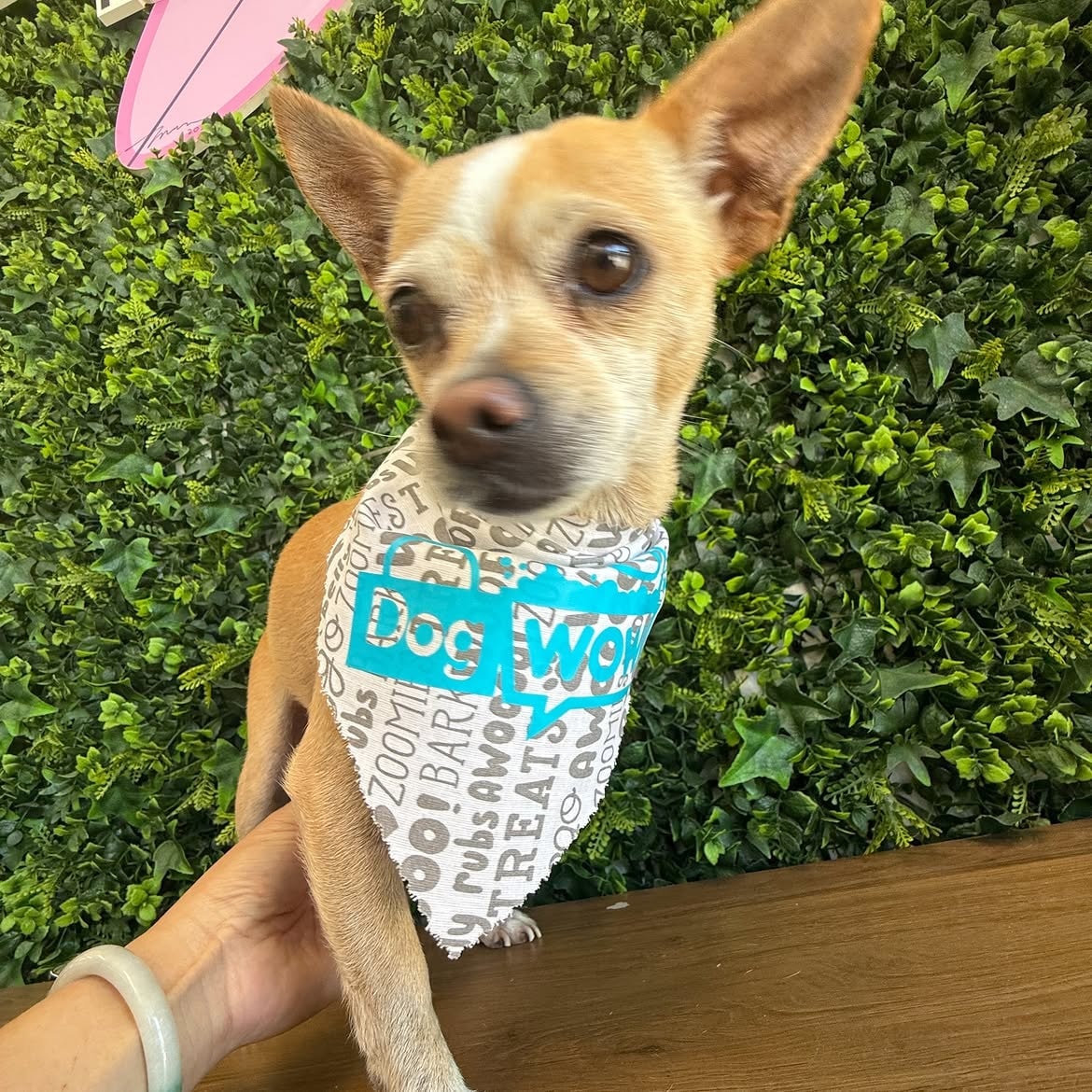Chihuahua wearing a DOGWOW bandana in front of the green living wall
