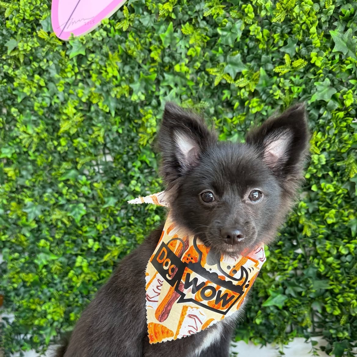 Black puppy wearing a DOGWOW bandana in front of the green living wall