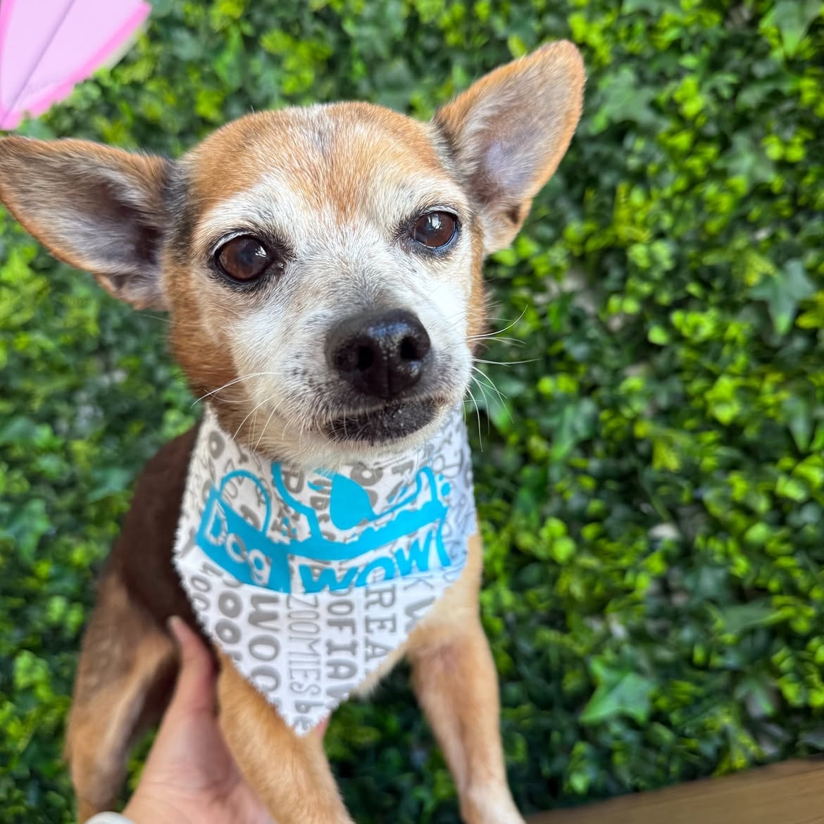 Chihuahua wearing a DOGWOW bandana looking up at the camera