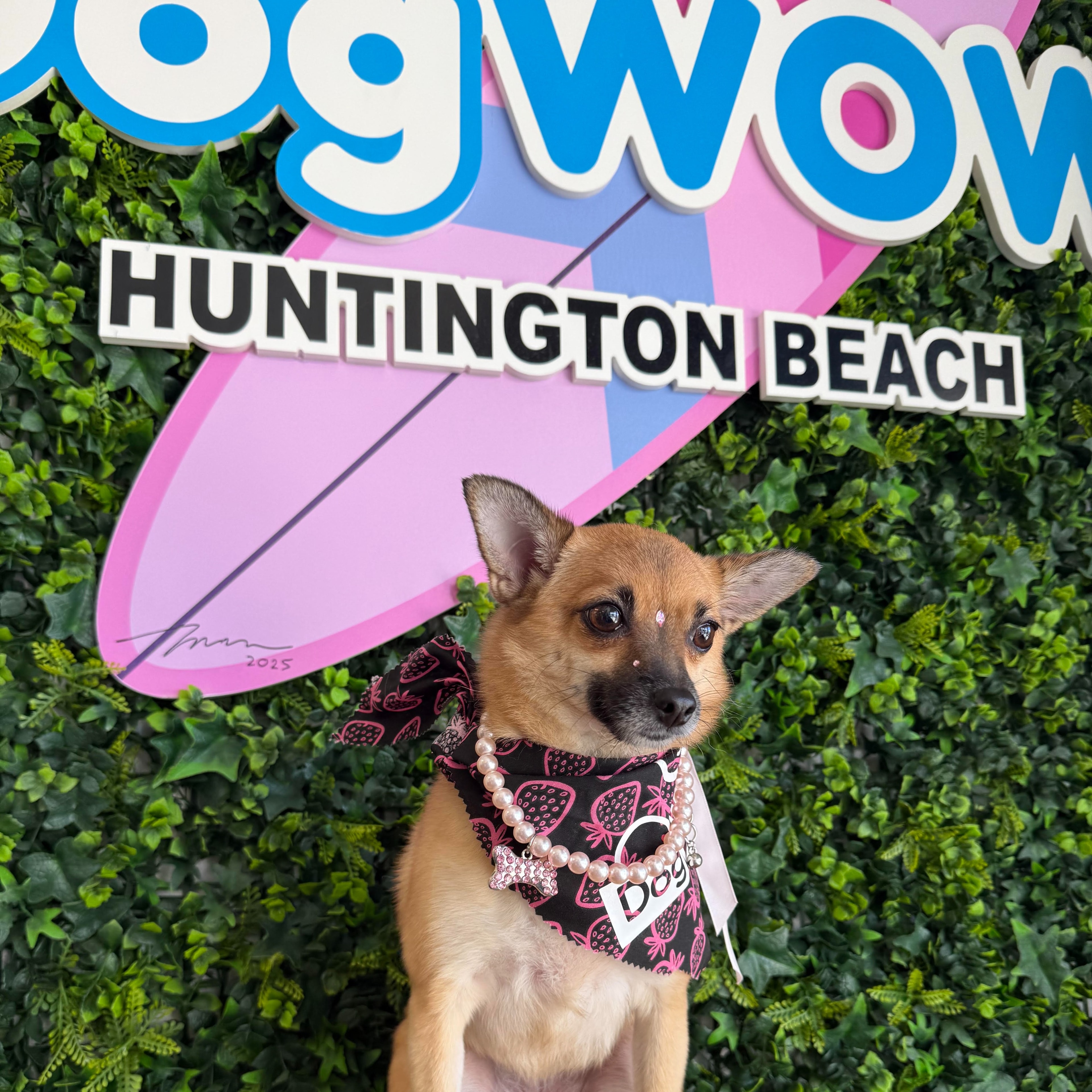 Small dog wearing a strawberry bandana and pearl necklace in front of the DOGWOW Huntington Beach sign