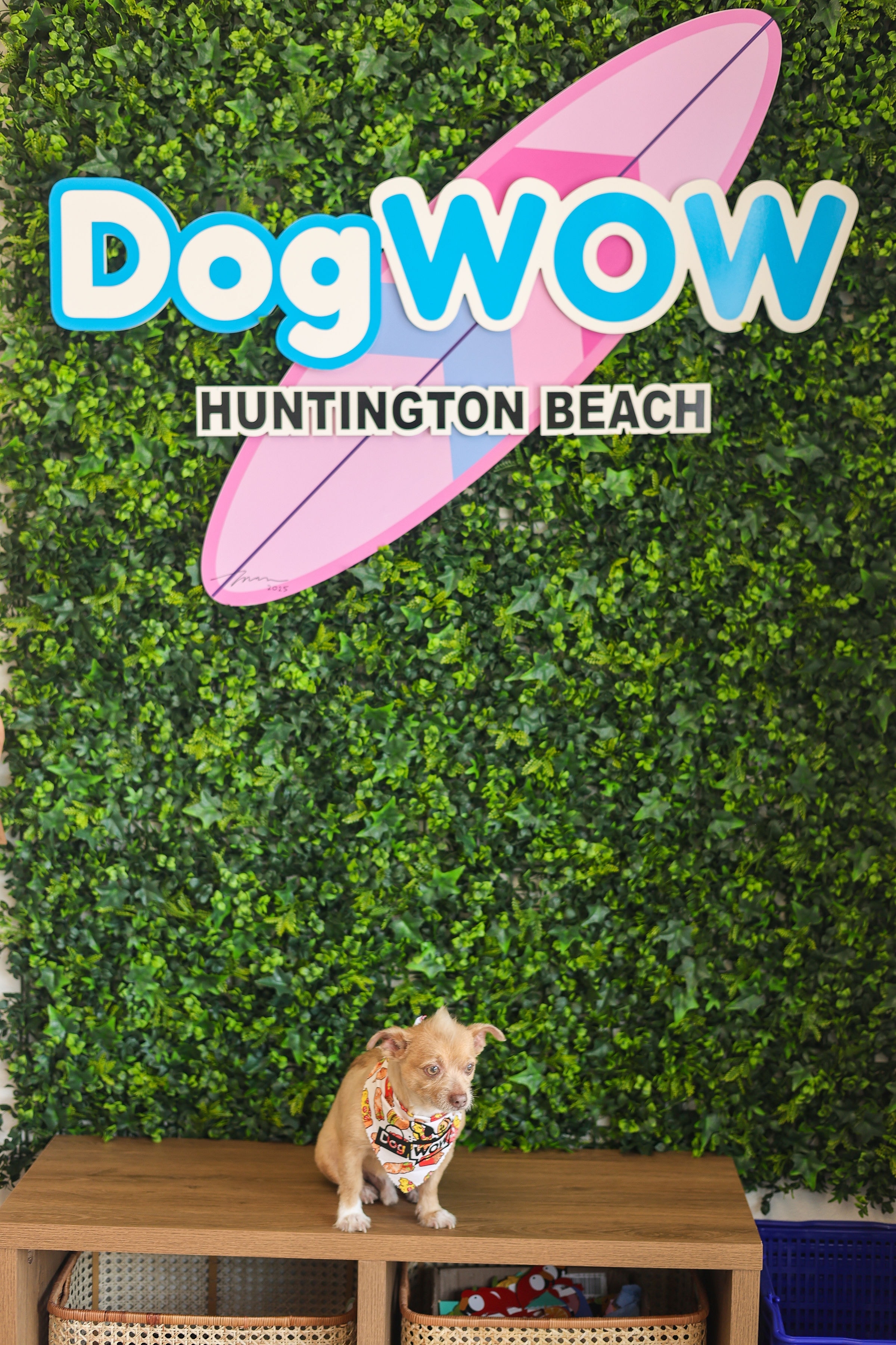 Small dog wearing a DOGWOW bandana posing in front of the DOGWOW Huntington Beach sign and green living wall