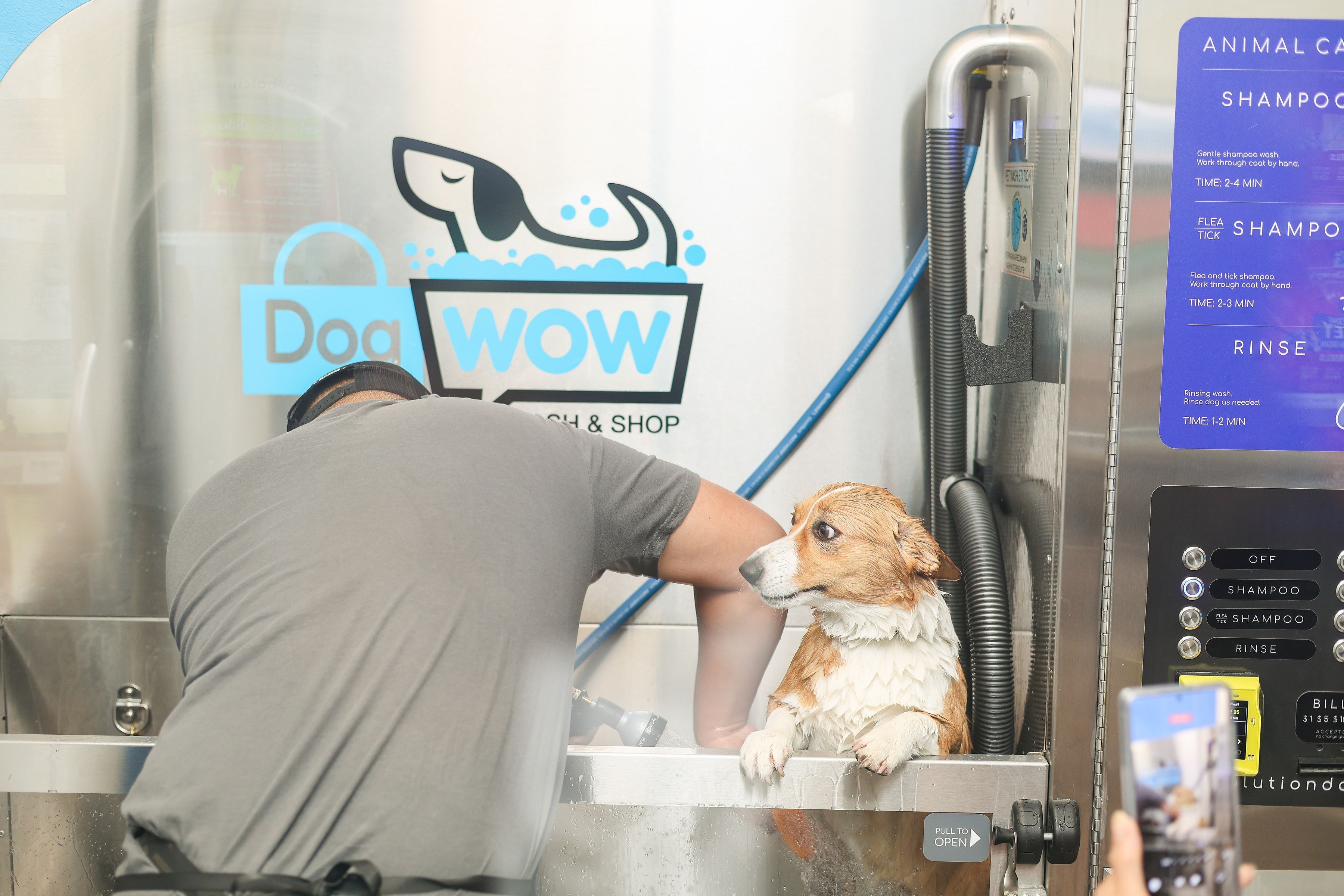 Corgi being washed at the DOGWOW self-serve dog wash station