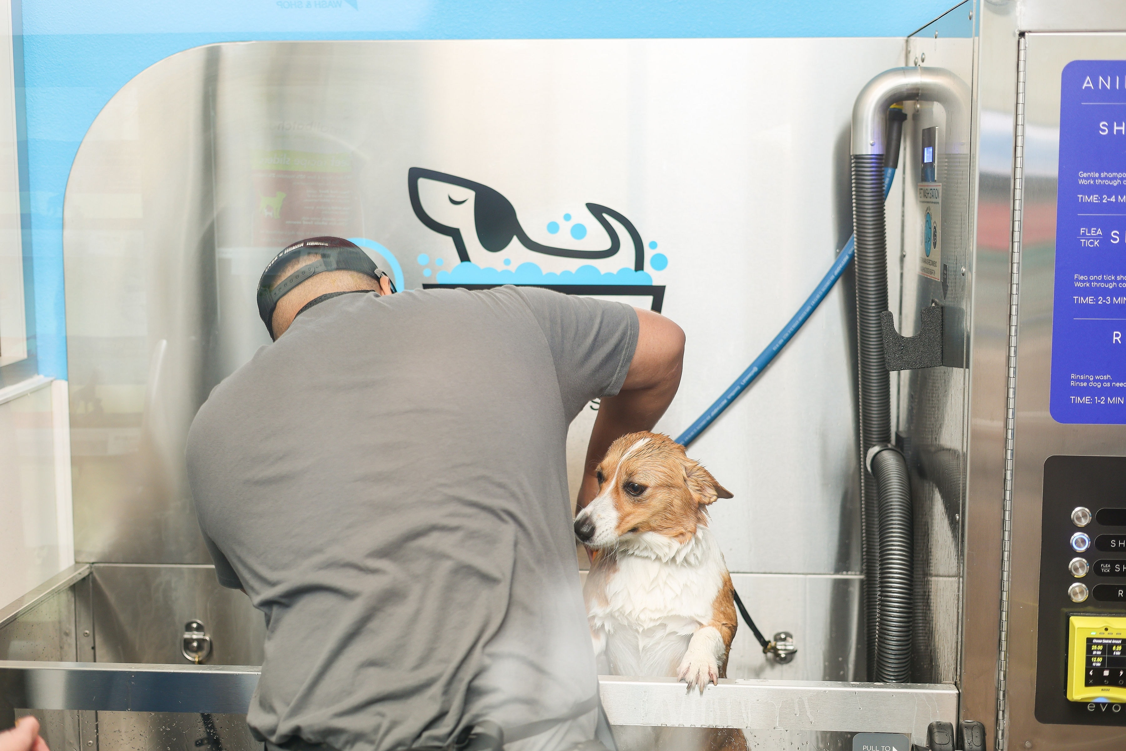 Corgi getting a bath at the DOGWOW self-serve wash station