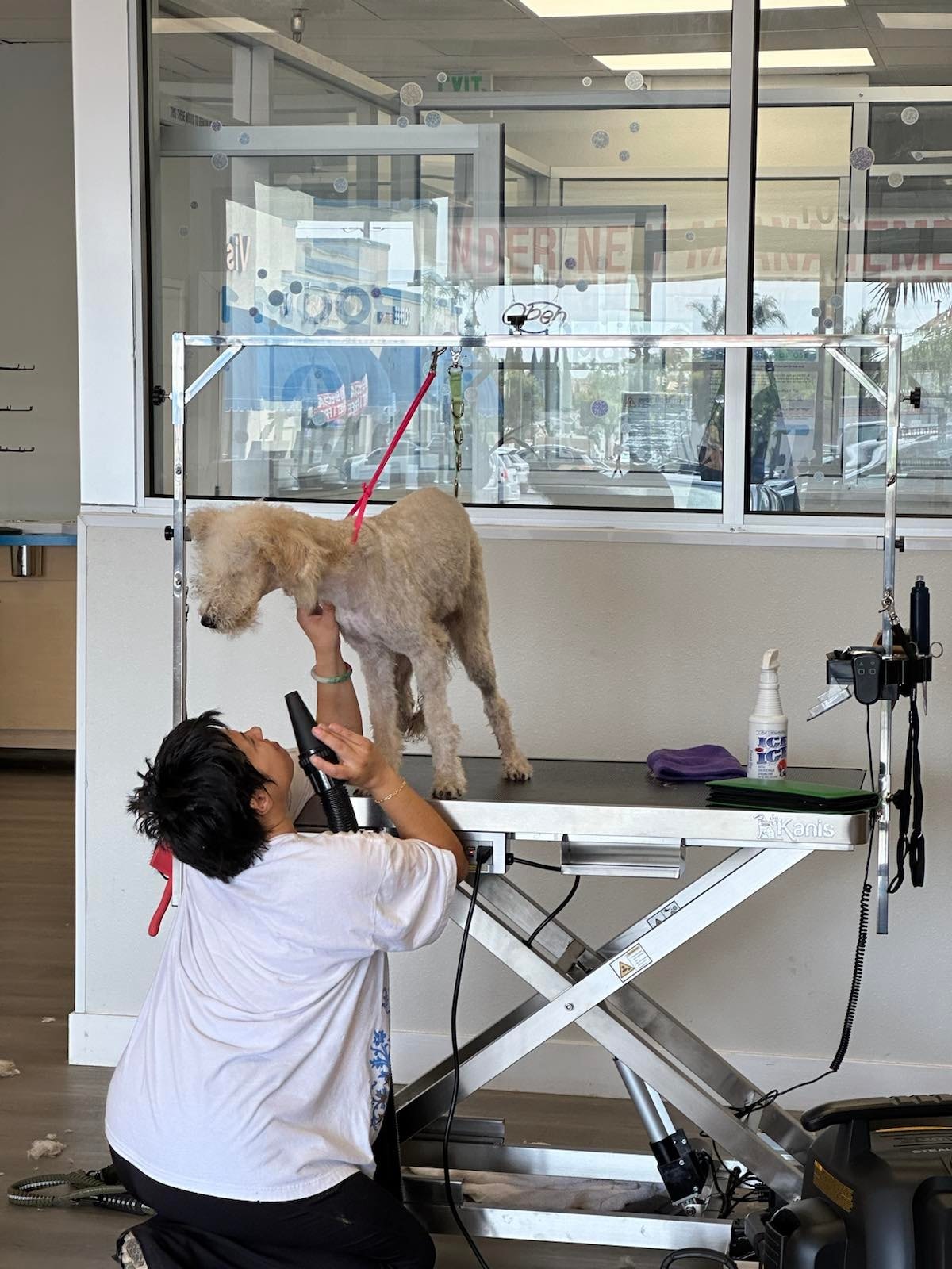 Professional groomer blow-drying a poodle on a grooming table at DOGWOW
