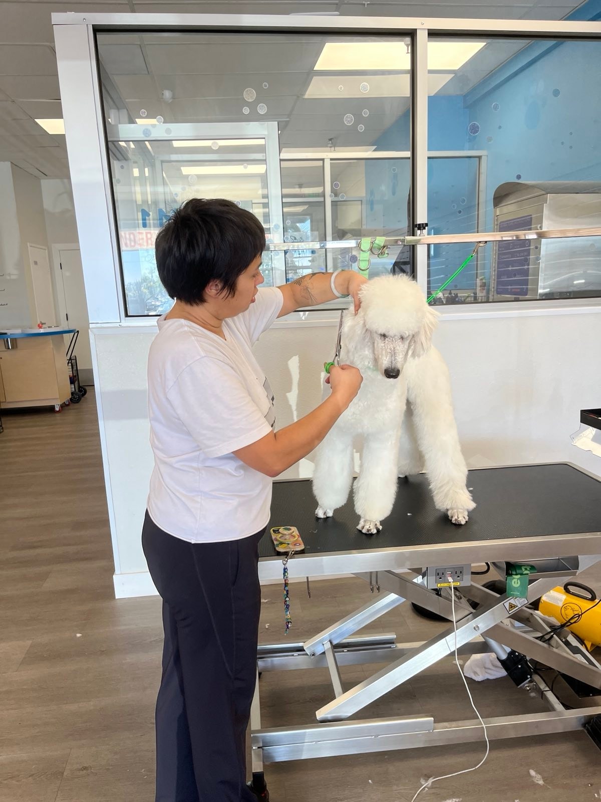 DOGWOW groomer trimming a white standard poodle on a grooming table at the Huntington Beach salon