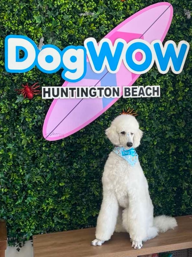 White standard poodle wearing a DOGWOW bandana posing in front of the DogWOW Huntington Beach sign and green living wall